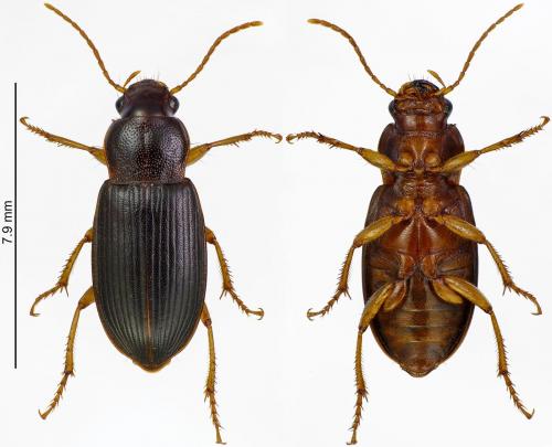 Ophonus sp.