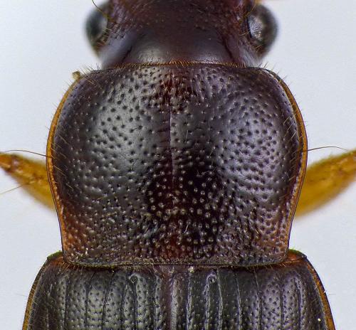 Réf. 201 046 : Ophonus sp.