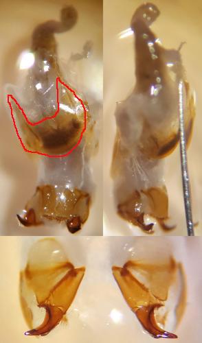 Ophonus sp.