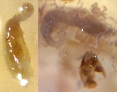 Ophonus sp.