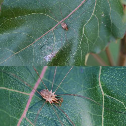 Phalangium opilio