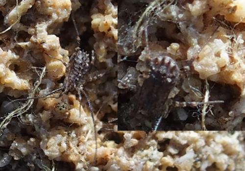 Réf. 201 129 : Homalenotus sp.