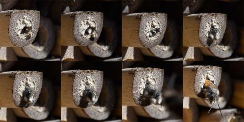 Réf. 201 010 : Osmia cornuta