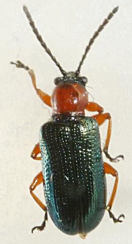 Réf. 201 059 : Oulema sp.
