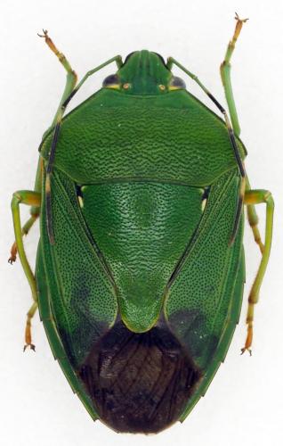 Bathycoelia buonopoziensis