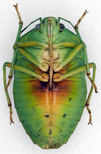 Bathycoelia buonopoziensis