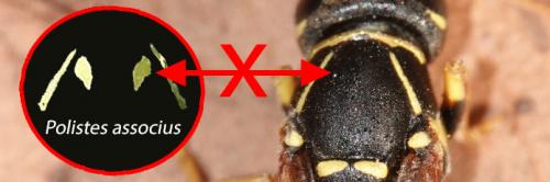 Polistes divers