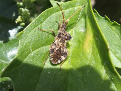 Centrocoris sp.