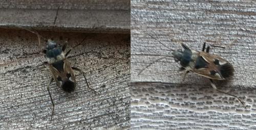 Rhyparochromus vulgaris
