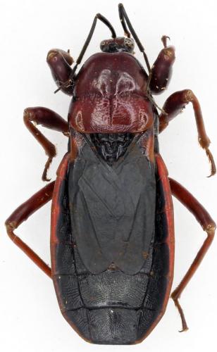 Réf. 201 712 : Ectrichodia sp.