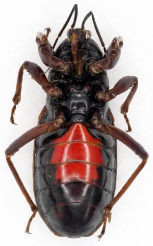 Ectrichodia sp.