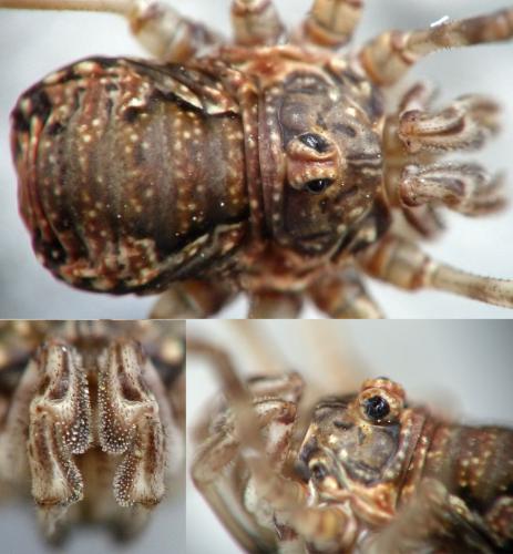 Dasylobus graniferus