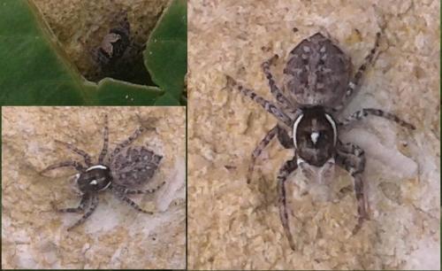 Menemerus semilimbatus