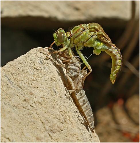 Stylurus flavipes