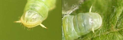 Réf. 201 799 : Pamphilius sylvaticus