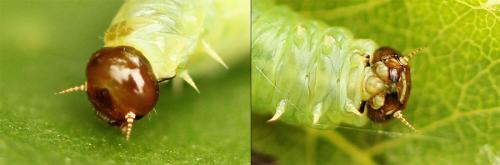 Réf. 201 800 : Pamphilius sylvaticus