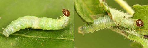 Réf. 201 801 : Pamphilius sylvaticus