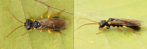 Pamphilius sylvaticus