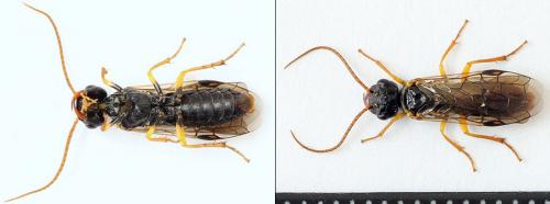 Pamphilius sylvaticus