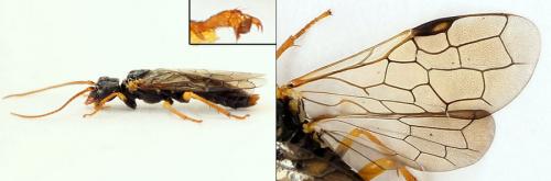 Pamphilius sylvaticus