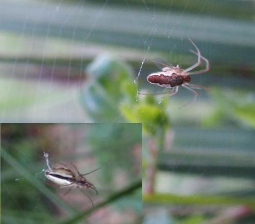 Tetragnatha sp.