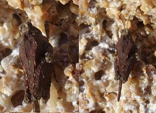 Paratettix meridionalis