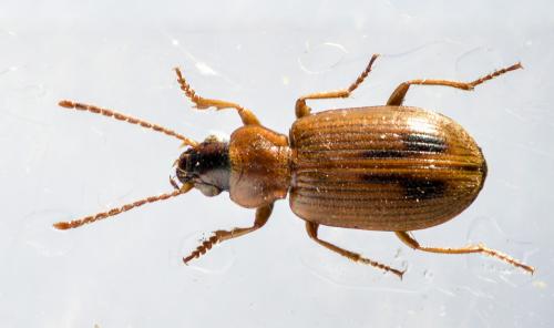 Dicheirotrichus rufithorax