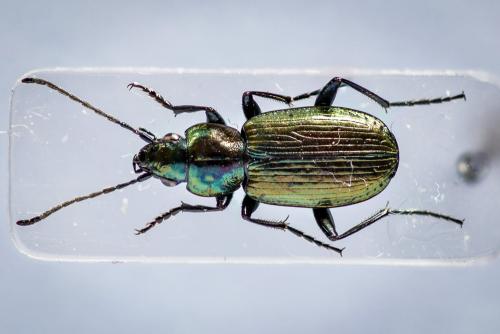 Agonum ericeti