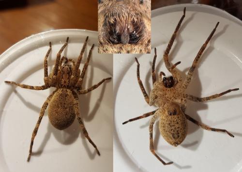 Zoropsis spinimana
