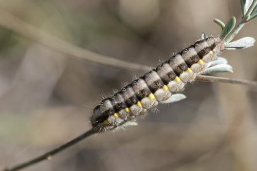 Zygaena lavandulae