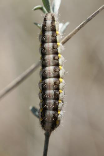 Zygaena lavandulae