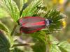 201228 – Photo : Petit Vincent – France (43)