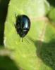 201220 – Photo : brigitte – France (81)