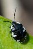 Tritomegas rotundipennis