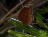 201400 – Photo : Jean-Claude Jamoulle – Malaisie