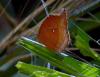 201440 – Photo : Jean-Claude Jamoulle – Malaisie
