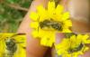 Andrena sp.