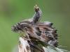 201443 – Photo : Yoann Pelouard – France (06)