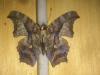 201200 – Photo : Limenitis78 – États-Unis d'Amérique