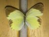 201234 – Photo : Limenitis78 – États-Unis d'Amérique