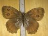 201253 – Photo : Limenitis78 – Canada