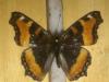 201250 – Photo : Limenitis78 – Canada
