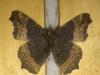 201251 – Photo : Limenitis78 – Canada