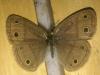 201240 – Photo : Limenitis78 – Canada