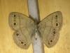 201241 – Photo : Limenitis78 – Canada