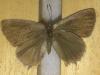Satyrium sp.