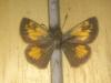 201495 – Photo : Limenitis78 – Canada