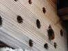 201050 – Photo : Crevette76 – France (76)