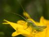 201635 – Photo : BourrinOman – France (83)