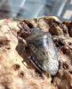 201100 – Photo : ORCHALLAN – France (44)